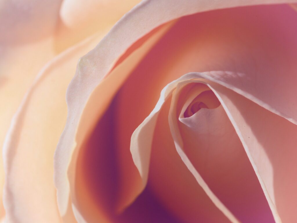 Gynäkologische Vorsorge: EIne rosa Rosenblüte in Detailaufnahme.